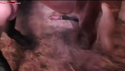 Horse Fucking Curly Girl