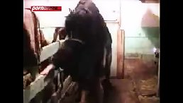 Nasty Blonde Fucked By Horse
