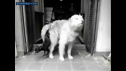 tiny dog Lucky fucked by large beast