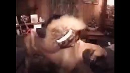 Solution Fucking dog For Lustful  Babe