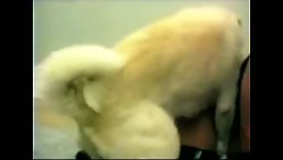 Hard Dog Knot Deep Tight Pussy Woman