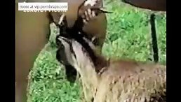 animal sex 2 girl public