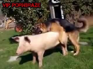 dog fuck pig - Bangyoulater.net