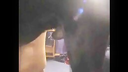 Animal Fucking The girl in floor